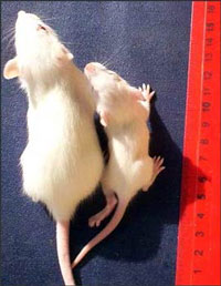 Крысята одного возраста из контрольной группы (слева) и группы “ГМ-соя”.